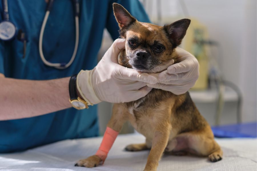 canine fracture repair guide