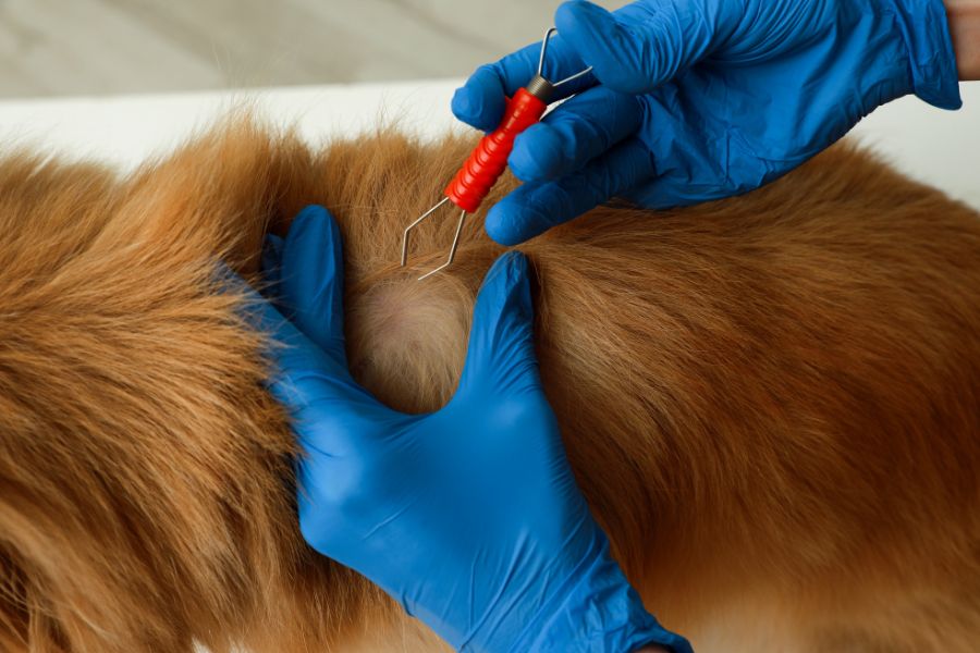 heartworm prevention in dogs