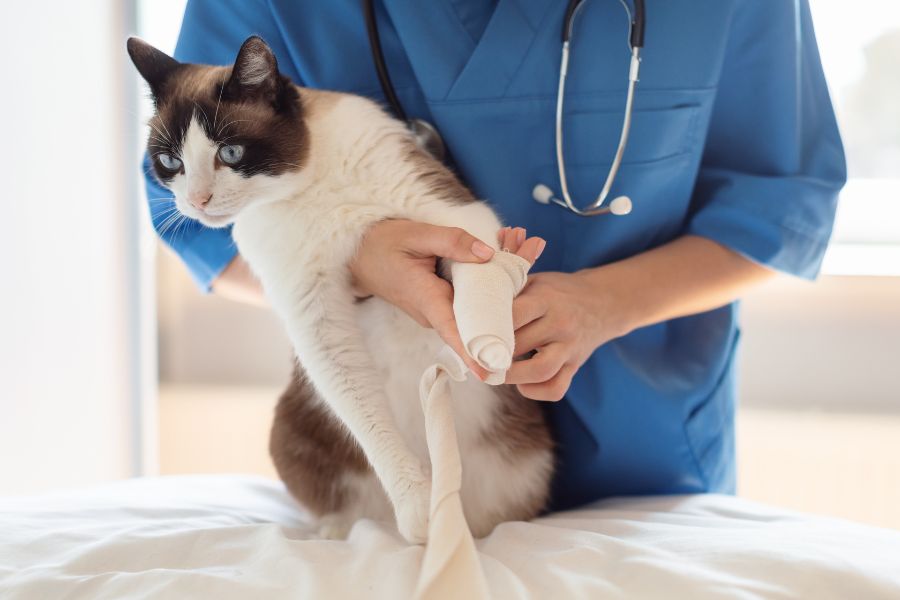 cat broken bone treatment