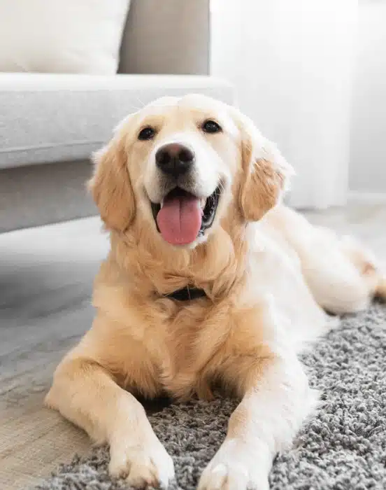 Golden retriever sitting happily on a rug at Rochester, NY urgent pet care