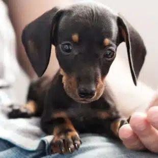 urgent pet care